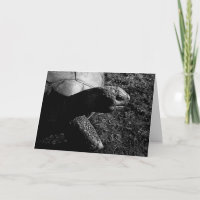 Photographie de tortue en noir et blanc