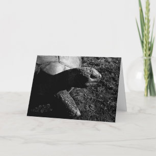 Carte Photographie de tortue en noir et blanc
