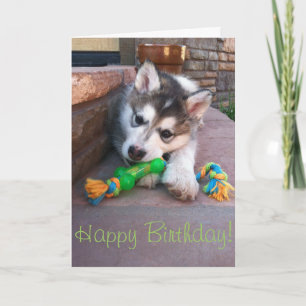 Carte Photographie d'un chiot Malamute d'Alaska mâchant