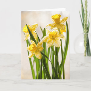 Carte Photographie florale :  Daffodiques de printemps j