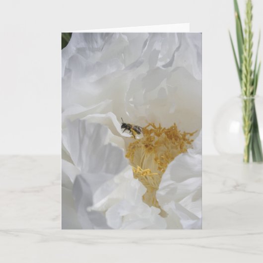 Carte Photographie florale de pivoine blanche et abeille (Devant)