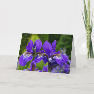 Carte Photographie florale d'Iris sibirica