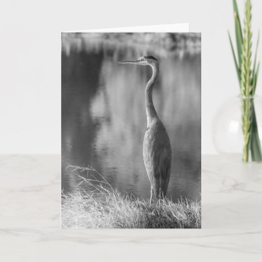 Carte Photographie noir et blanc classique Great Blue He (Devant)