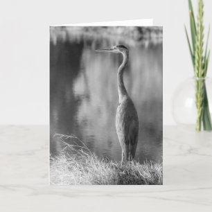 Carte Photographie noir et blanc classique Great Blue He