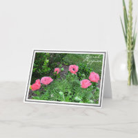Photographie Six Coral Coloured Poppies in Garden