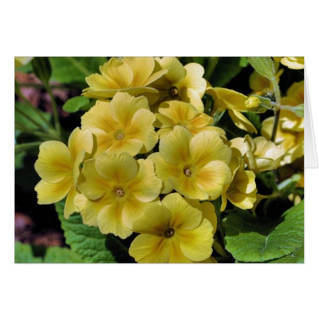Carte photographique à fleurs de Primrose jaune (Devant Horizontal)