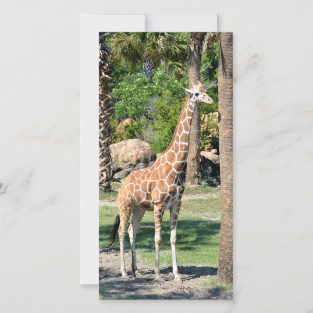 Carte photographique Giraffe (Devant)
