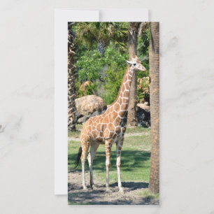 Carte photographique Giraffe