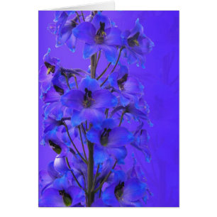 Carte photographique quotidienne Delphinium