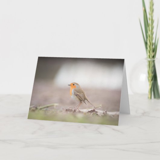 Carte photographique Robin Bird Nature (Devant)