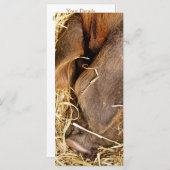 CARTE PIG (Devant / Derrière)