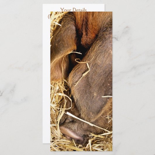 CARTE PIG (Devant / Derrière)