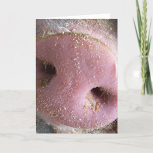 Carte Pig rose gros plan photo