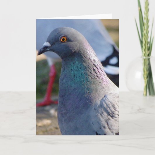 Carte Pigeon (Devant)