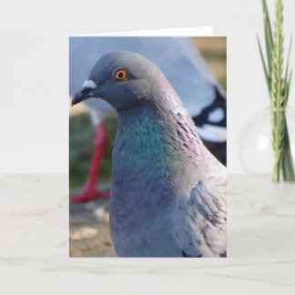 Carte Pigeon