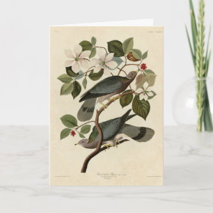 Carte Pigeon à queue barrée - Audubon's Birds of America