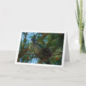 Carte Pigeon en bois dans l'arbre des pins (Devant)