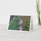 Carte Pigeon ramier sur une clôture (Devant)