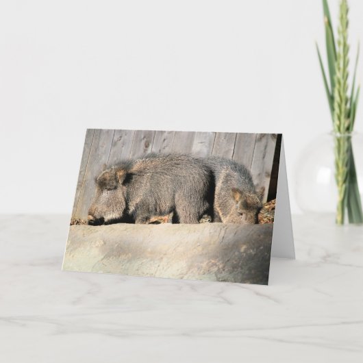 Carte Piges floues (Devant)