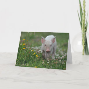 Carte Piglet blanc en champ de fleurs