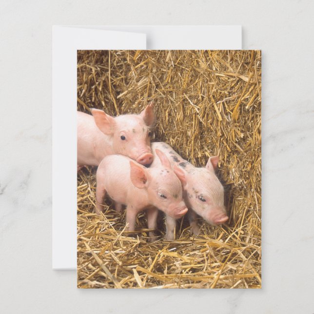 Carte Piglets (Devant)