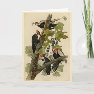 Carte Pileated Woodpecker from Audubon Birds of America