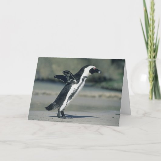 Carte Pingouin africain, (demersus de Spheniscus), (Devant)