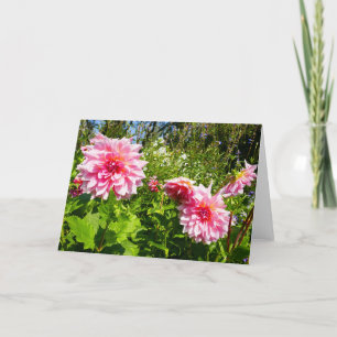 Carte Pink Dahlias (Otto's Thrill)