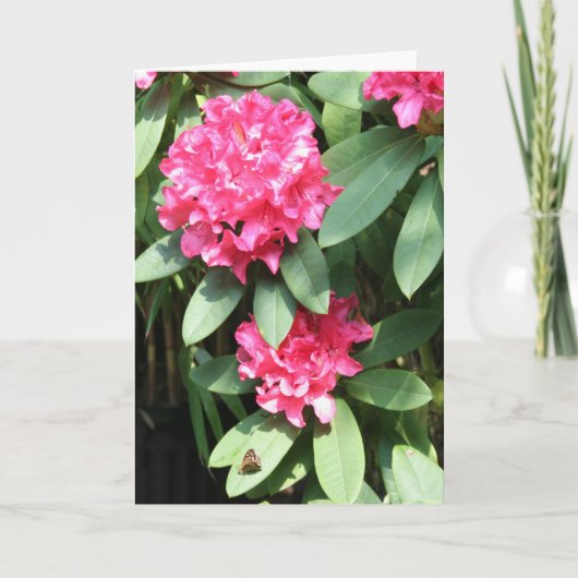 Carte Pink Rhododendron with small Butterfly Greeting (Devant)