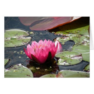 Carte Pink Water Lily