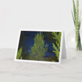 Carte Pins à Nuit (Devant)