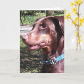 Carte Pinscher Doberman Rouge (Fleur jaune)