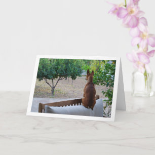 Carte Pinscher miniature assis sur un banc