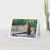 Carte Pinscher miniature assis sur un banc (Devant)