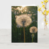 Carte Pissenlit en soleil (Fleur jaune)