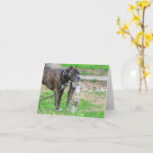 Carte Pit Bull et Cat (Fleur jaune)
