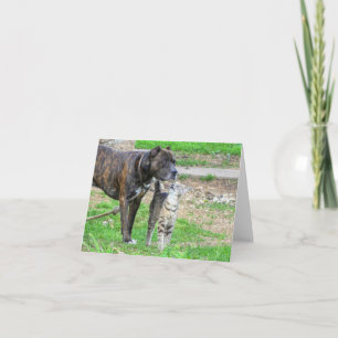 Carte Pit Bull et Cat