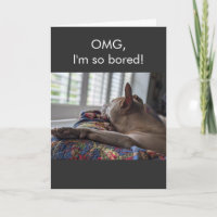 Pit Bull OMG je m'ennuie tellement