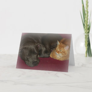 Carte Pitbull et chat tigré amis pour toujours 