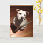 Carte Pitbull songeur (Fleur jaune)