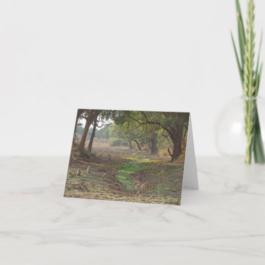 Carte Pittoresque Zambie Woodland (Devant)