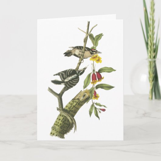 Carte Pivert duveteux - John Audubon (Devant)