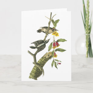 Carte Pivert duveteux - John Audubon