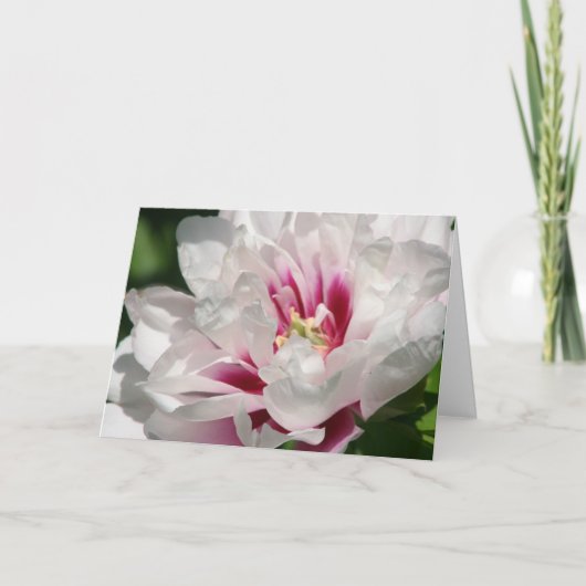 Carte Pivoine "Cora Louise " d'Itoh (Devant)