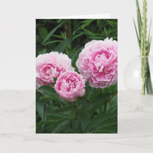 Carte Pivoines roses, anniversaire (Devant)