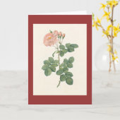 Carte PJ Redoute - aurore de damascena de Rosa (Fleur jaune)