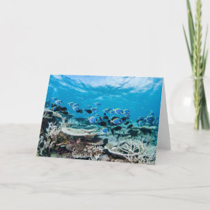 Carte Plages tropicales   Esturgeon Parmi le corail