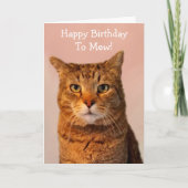 Carte Plaisanteries de chats amusantes Anniversaire (Devant)