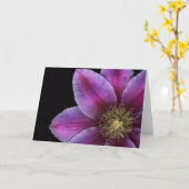 Carte Plan rapproché de clématite de Fuscia (Fleur jaune)