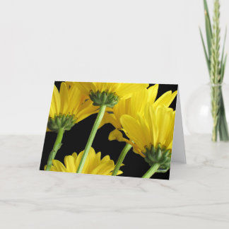 Carte Plan rapproché de marguerites